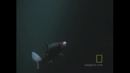 Борба за живот - Октопод срещу акула ( National Geographic )