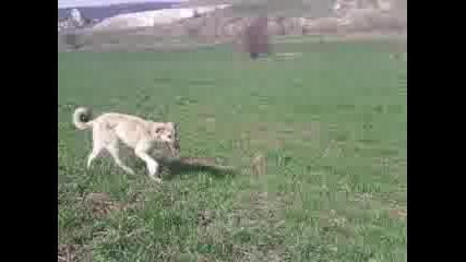 sivas kangal