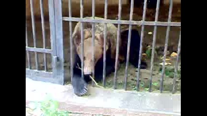 Лудия мечок от зоологическа градина Хасково