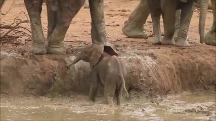 Слонове помагат на малко слонче да излезе от блато