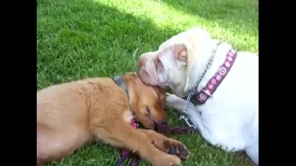Сладки кученца се целуват