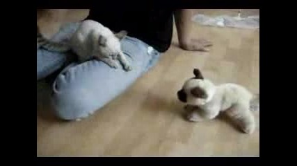 Сиамско Коте Си Играе