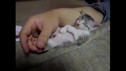Спящо Котенце