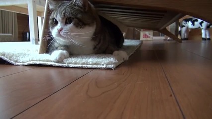 котето Мару си играе под дивана със стопанина си