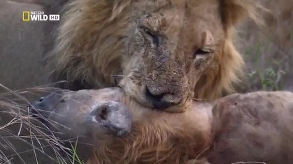 Необичайно поведение на животните - Лъвски войни