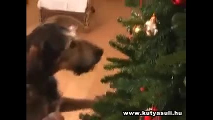 kucheshka podgotovka za koleda 