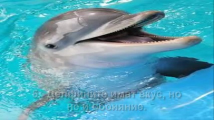 12 факта за делфините