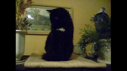 черно коте 21.11.2009 Dsci0155 
