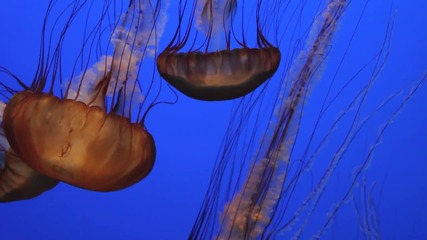 Monterey Bay Aquarium