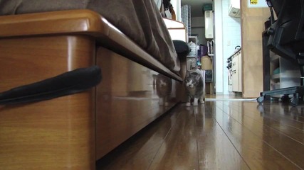 Котка Нинджа 2