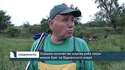 Огромно количество мъртва риба покри южния бряг на Варненското езеро