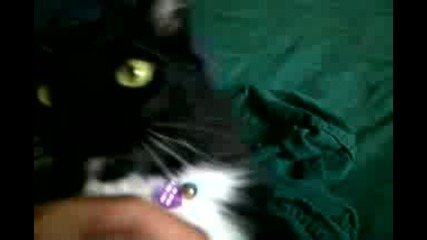 Котка с много красиви очи
