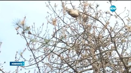 Опасна болест атакува боровите гори у нас