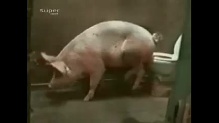 Колко са културни прасетата.