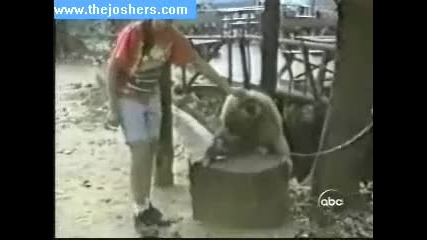 Смешни маимуни - 2 