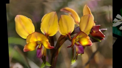 Жълта орхидея...грее като слънце сред цветята...