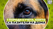 7 породи кучета, които са пазители на дома