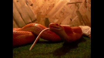 Orange 2 