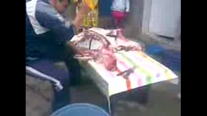 usein 2010