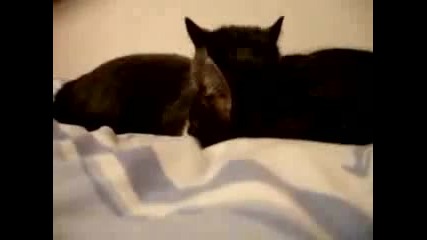 Невероятно!! Котки говорят
