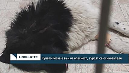 Кучето Роска е вън от опасност, търсят се осиновители