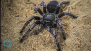 Fears Over World's Deadliest Spider Shuts Down Supermarket