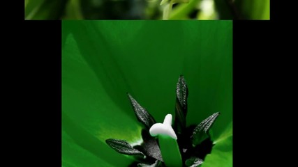 Зелена орхидея... ...като тревичката в полето... ...