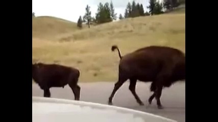В Бъфало бизоните не обичат мотористи