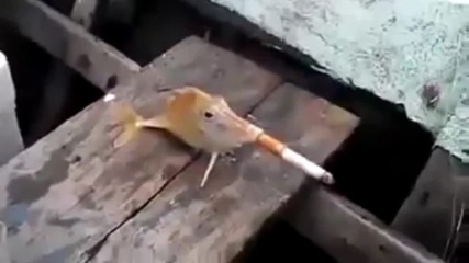 Смях ... Риба пуши цигара