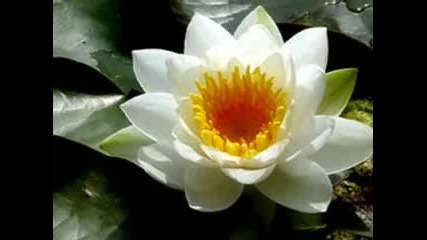 Lotus Meditation Song Of Secret Garden