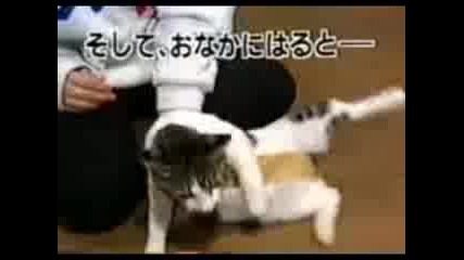 Смешна котка