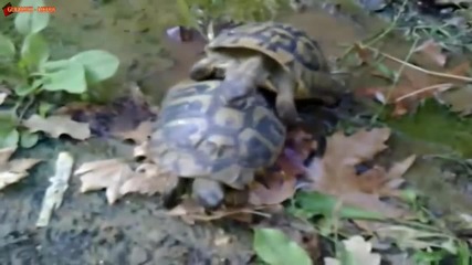 Как Го Правят Костенурките ( Sex Turtle)