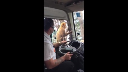 Маймуна краде обяда на автобусен шофьор