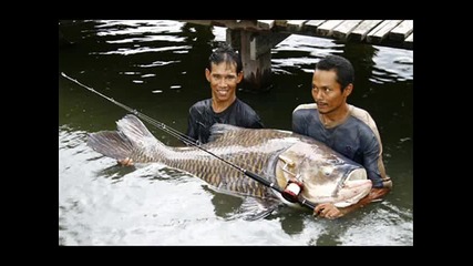 The Worlds Biggest - Animals 3