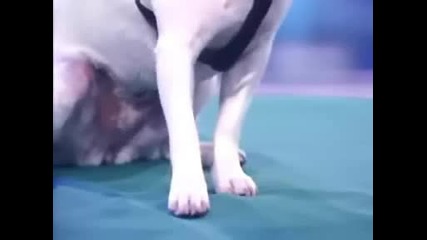 Много Забавно Куче