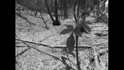 Summoning - Nightshade Forests