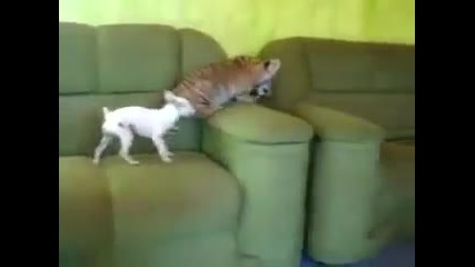 Тигърче и кученце си играят