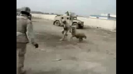 Иракски овен се бори срещу американски войници