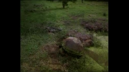 Galapagos - 3d.flv
