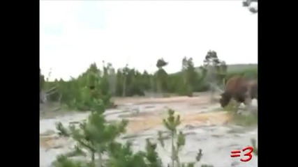Crazy Animals 