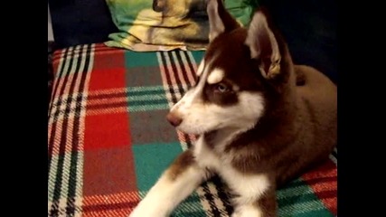 Max little hasky