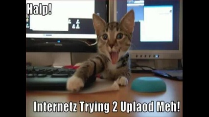 Talking Crazy Cats 