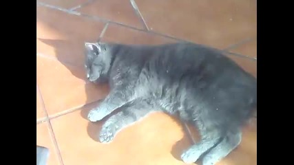 Котки