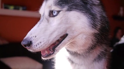 Говорещо куче [ H D 1080p ]