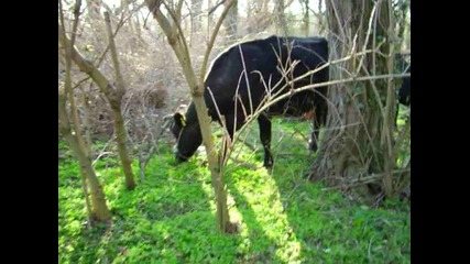 Кравите на минералните бани в Бургас