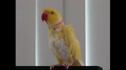 папагал говори и танцува