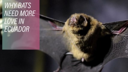 Ecuador can't decide if bats are friends or foes