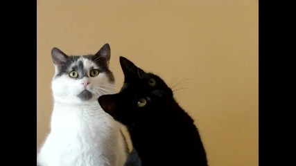 Смешни котки