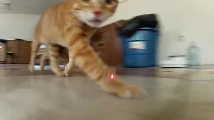Котки Срещу Лазер