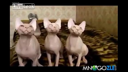 Три голи котки танцуват